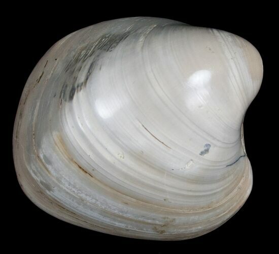 Polished Fossil Clam - Large Size #5257
